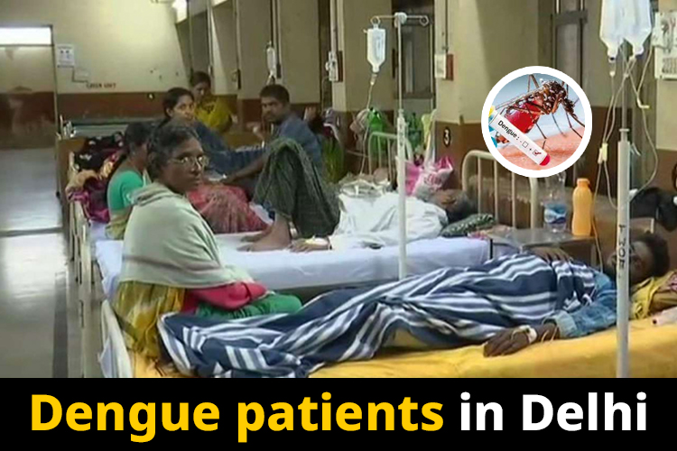 Upsurge of dengue cases in Delhi: 51 new cases recorded last week