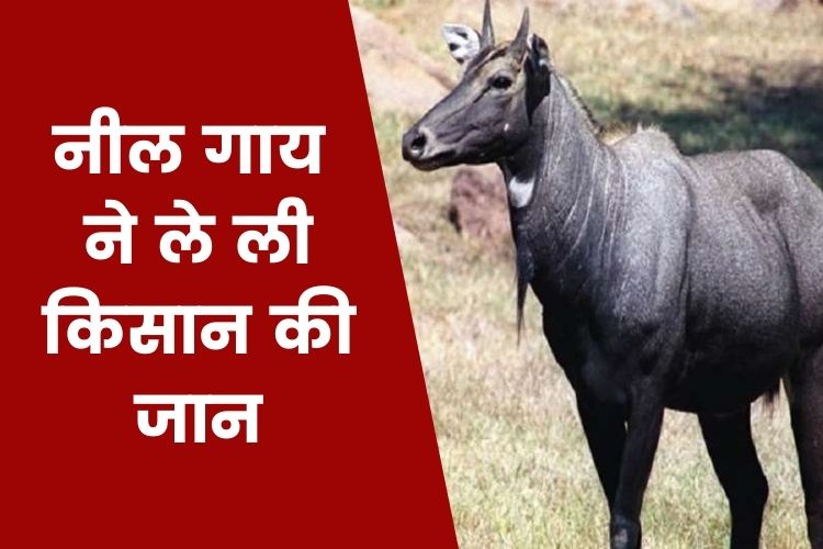 UP: नीलगाय ने ली बुजुर्ग किसान की जान, हमले का वीडियो आया सामने