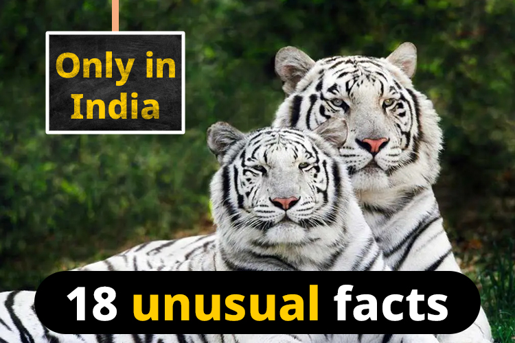 18 unusual facts about India that would surprise you