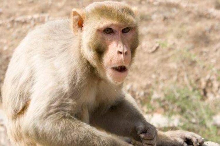 'Was Very Dear to Us', says Odisha Police Personnel on cremating Monkey 