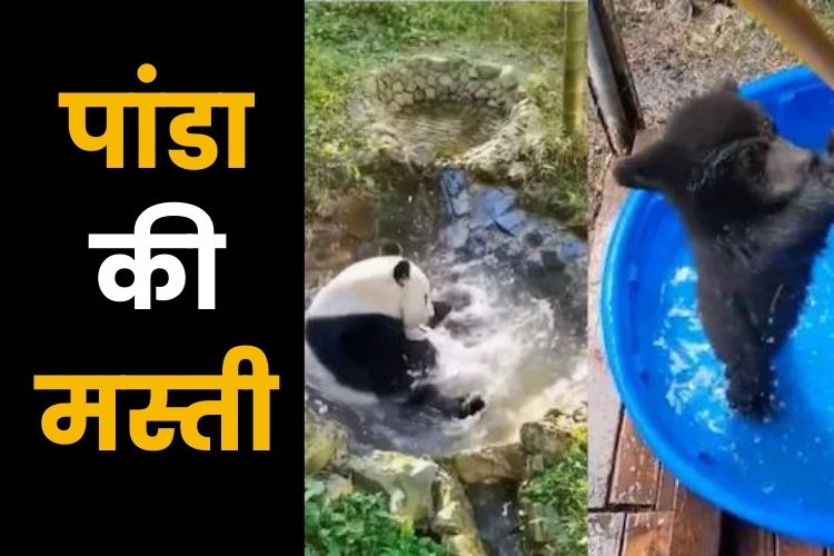 Viral Video: पांडा ने की पानी में मस्ती, वायरल हुआ वीडियो