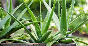 Aloe Vera, a plant that grows in every house: Know about the health benefits it offers