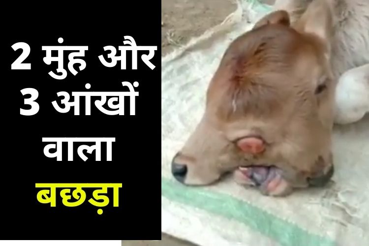 Viral: गाय ने दिया अनोखे बछड़े को जन्म, देवी मां का अवतार समझकर किया गया पूजन, देखें वीडियो