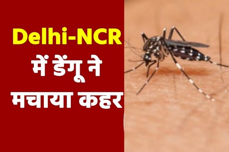 दिल्ली-NCR में डेंगू के मामलों में तेजी से हो रही वृद्धि, एक सप्ताह में मिले 283 नए मरीज 