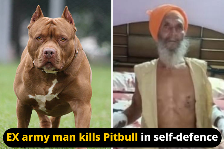 Canine Menace: Pitbull Attacks 12, Veteran Armyman Kills Canine