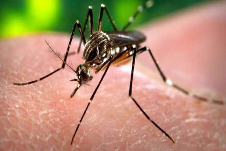 Delhi records more than 100 Dengue cases this year 