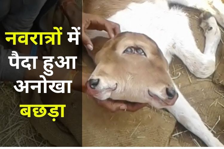 Video: नवरात्रों में अनोखे अवतार में पैदा हुआ बछड़ा, लोगों की लगी लंबी कतार