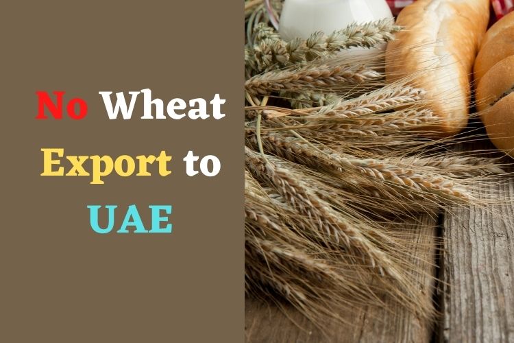 UAE Bans Indian Wheat Export Till September 