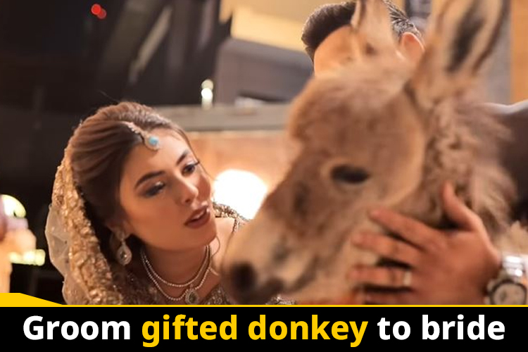 Viral Video: Pakistani groom gifted a donkey to his bride in their wedding