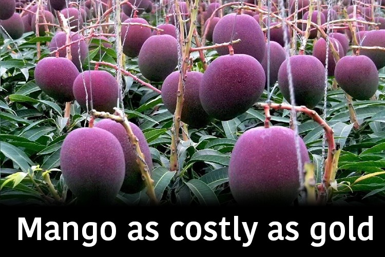 The World 's Expensive Mango, The Miyazaki Mango