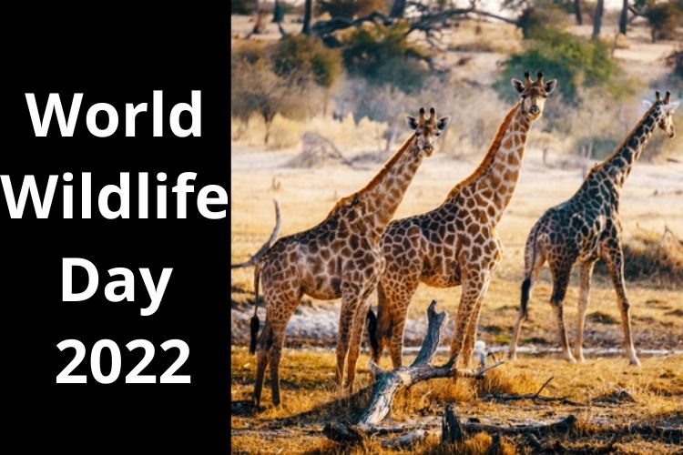 World Wildlife Day: Know the History and Significance of the Day 