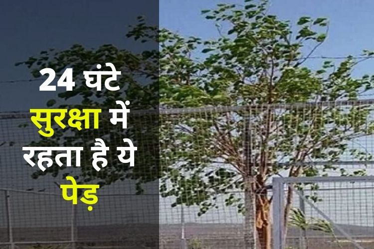 Madhya Pradesh VVIP Tree: भारत का VIP पेड़, 24 घंटे पुलिस करती है सुरक्षा