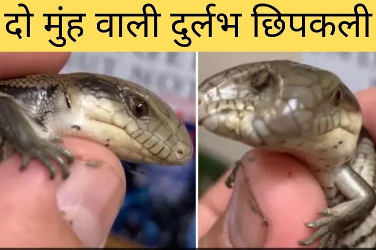 Viral Video: ऑस्ट्रेलियाई चिड़ियाघर में दिखी नीली जीभ वाली दुर्लभ दो सिर वाली छिपकली