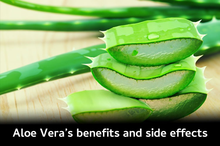 Uses of Aloe Vera, its Health benefits and also its side effects.