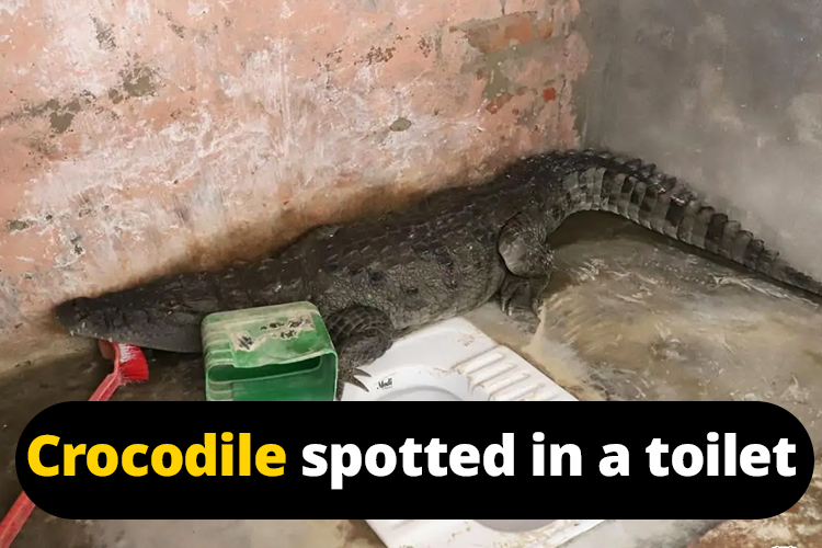 Family member spotted 4 feet long crocodile in the toilet of his house in Gujarat