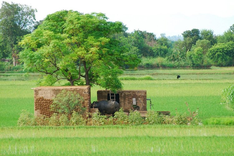 गांव की ताज़ी हवा और शुद्ध हवा से करते हैं प्यार, तो पंजाब के ये गावं आपको जरूर करेंगें आकर्षित 