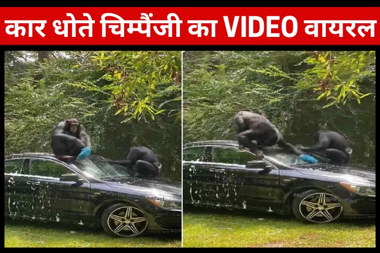 कार वॉशिंग करते हुए चिंपांजी का VIDEO हुआ वायरल, देखिए एक नजर