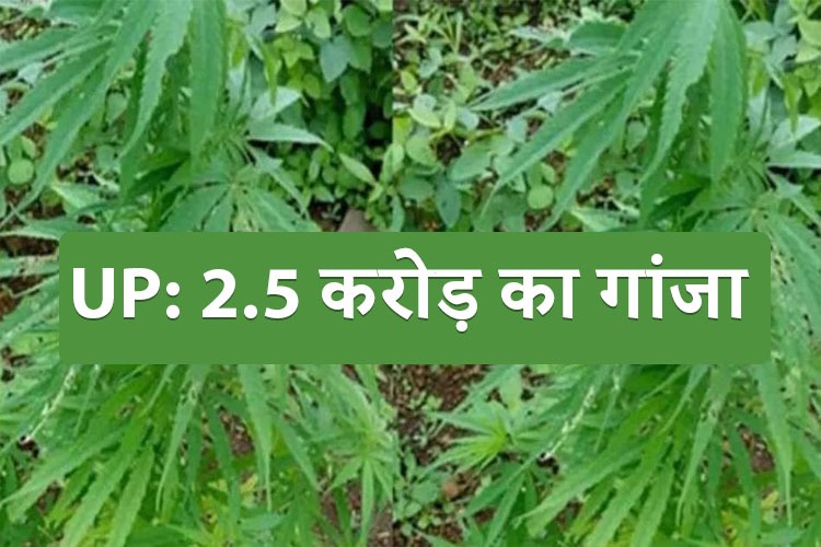 यूपी में ट्रक से 2.5 करोड़ का गांजा किया गया जब्त, 5 आरोपी हुए गिरफ्तार