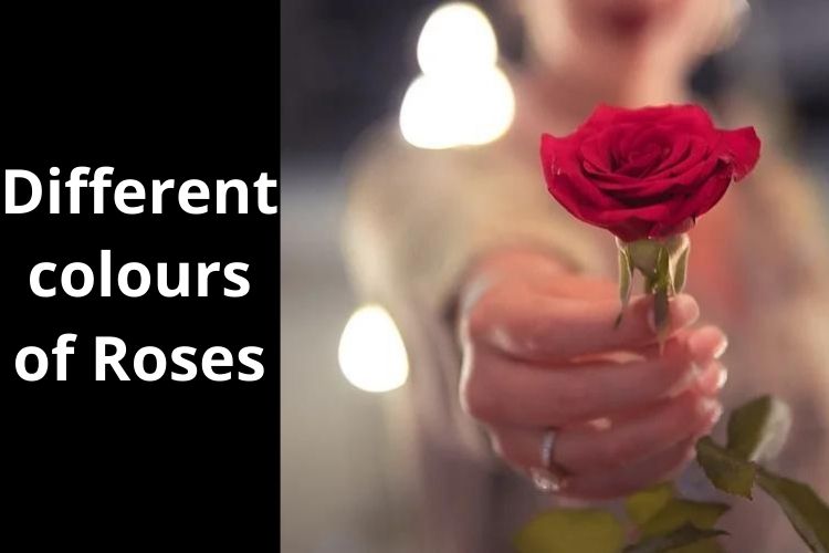 Rose Day 2022: Know about Different colours of Roses 