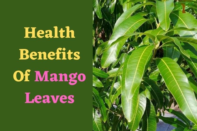 Get Healthier With These Benefits Of Mango Leaves 