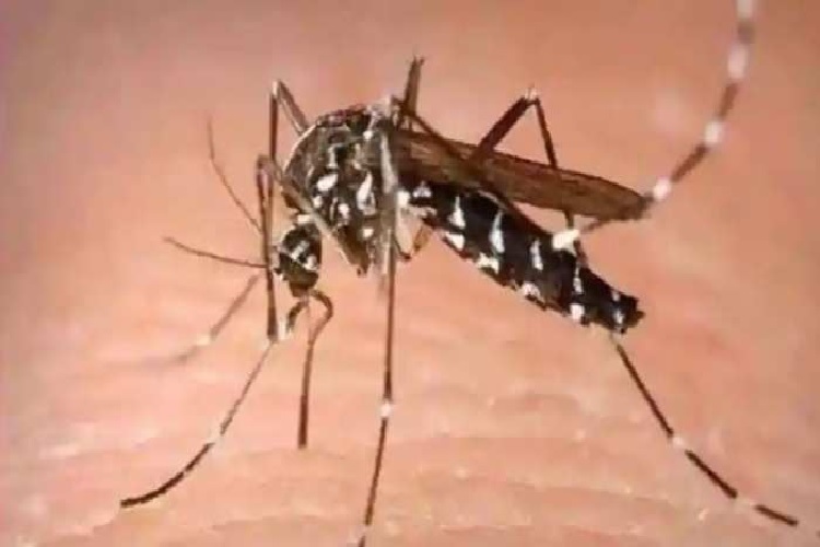 Zika Virus बना जी का जंजाल, UP का बिगड़ रहा हाल! संक्रमितों का आंकड़ा पहुंचा 125 के पार