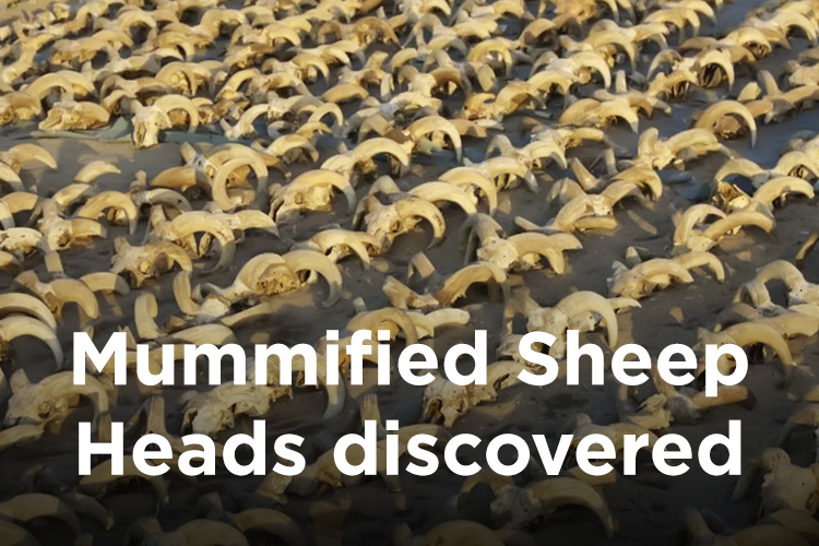 More than 2,000 Mummified Sheep Heads Unearthed in an Egyptian Temple