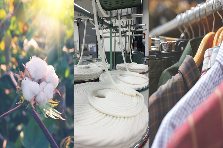 World Cotton Day: Know the History, Significance and Theme 