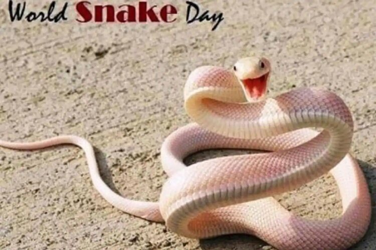 World Snake Day 2021: Importance of the day 