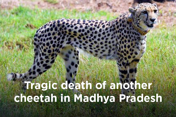 Tragic death of another cheetah at Madhya Pradesh’s Kuno National Park, 2nd in a month