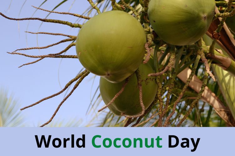 World Coconut Day 2022: Know The History And Significance Behind The Celebration 