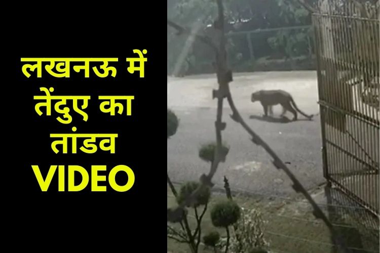 Lucknow: रात को घनी आबादी में तेंदुए का तांडव, सिपाही समेत तीन घायल,VIDEO