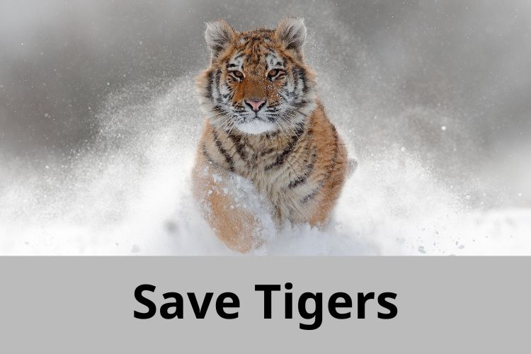 International Tiger Day 2022: Know The History and Significance Behind Celebration 
