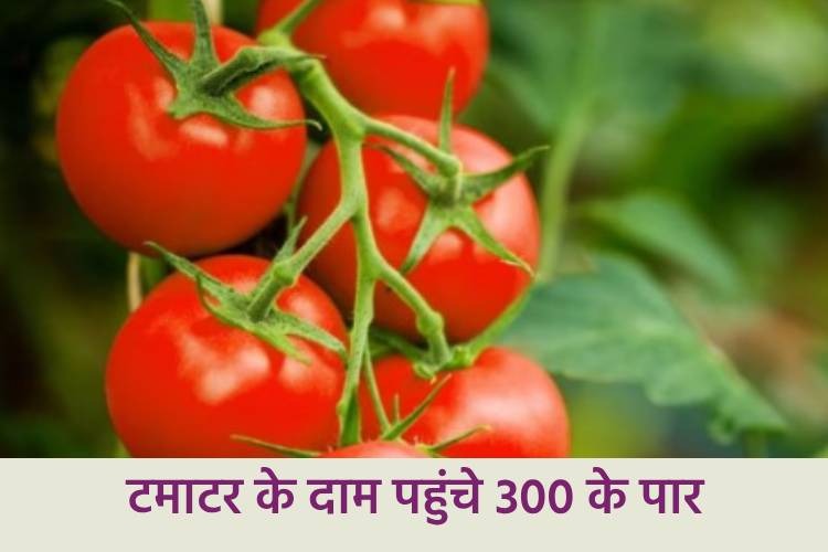 देश में टमाटर के दाम में हुआ जबरदस्त इजाफा, कीमत पहुंची 300 के पार