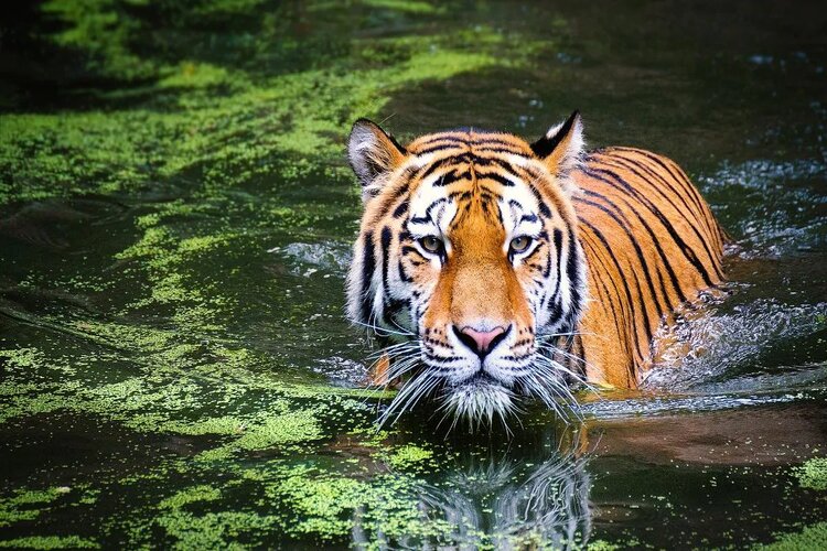 International Tiger Day 2021: Know the details