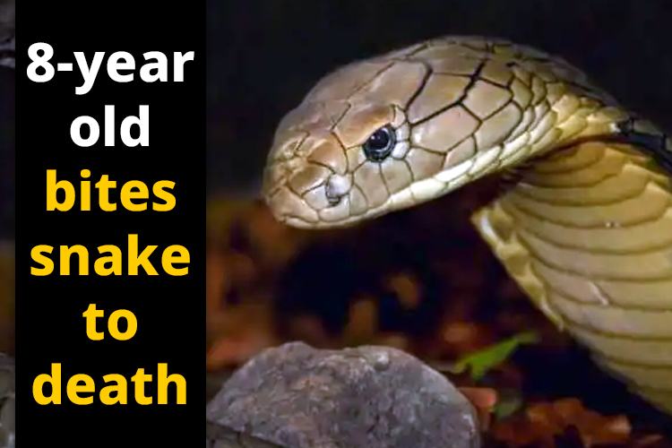 Cobra bites 8-year-old boy; he bites it back twice, the reptile dies