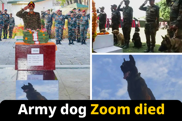 Army dog Zoom passed away on October 13. Netizens showered the late dog with tributes