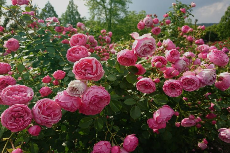 Rose day is just around the corner, here's the meaning of different colored roses you can get