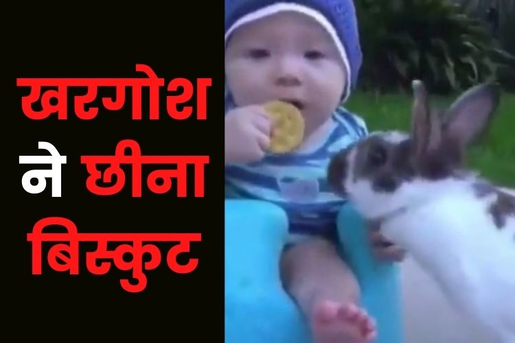 Viral Video: छोटे बच्चे के मुंह से बिस्किट छीनकर भागा खरगोश, देखता रह गया मासूम