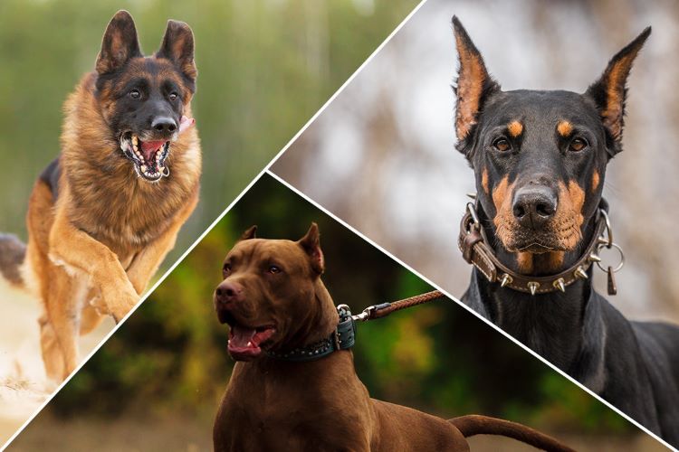 Best and the most courageous dog breeds to get for the security of your households