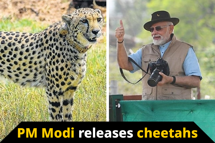 India rewrites history: PM Modi releases cheetahs at Kuno National Park 