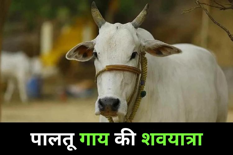 गाय की अनोखी शवयात्रा, गाजे बाजे के साथ मालिक ने दी विदाई