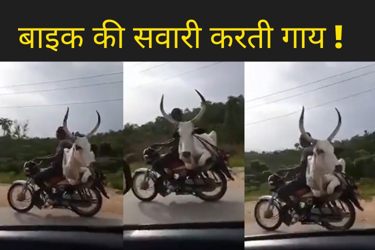 गाय को कराई बाइक की सवारी, वीड़ियो देख उड़े लोगों के होश, देखें VIDEO