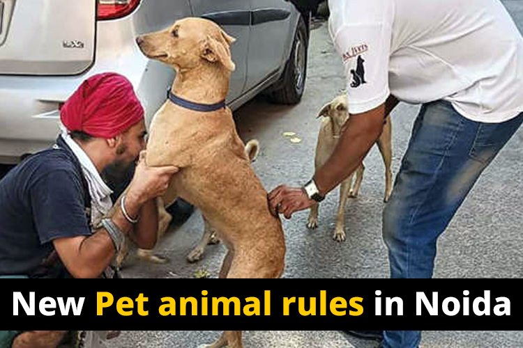 Noida authority: Pet attacks, will make owners fine for Rs 10,000, authority forms rules