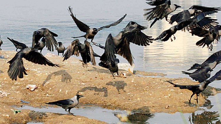 What is the Avian Virus ? How to save yourself from getting infected: Read to know more