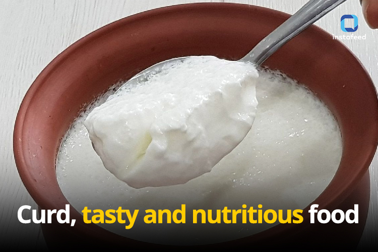 Health benefits of having a plate of curd in your diet .