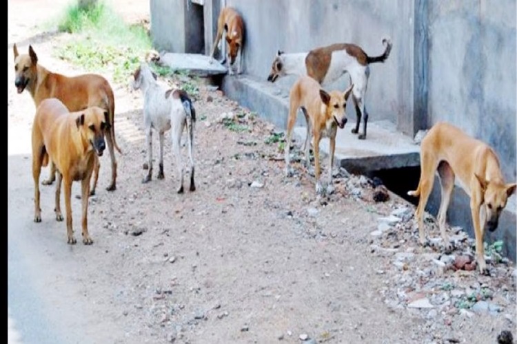 नोएडा: स्ट्रीट डॉग्स को खाना खिलाने को लेकर सोसायटी की महिलाओं में हाथापाई, वीडियो वायरल