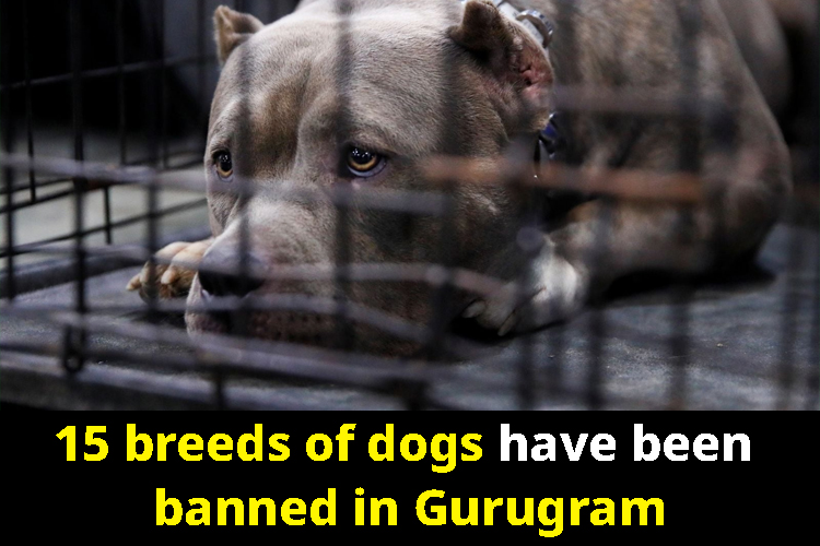 Know about those 11 dog breeds including Pitbull, which have been banned now!