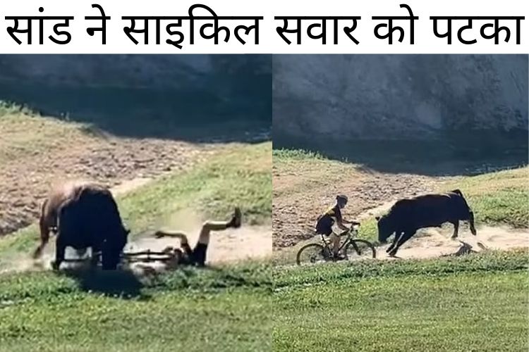 कैलिफोर्निया में एक सांड ने साइकिल सवार को उड़ाया