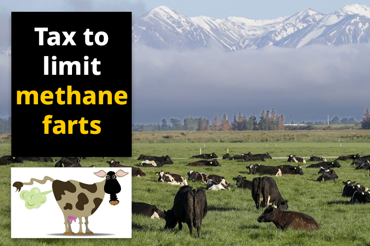 New Zealand Government likely to impose new taxes on livestock to curb methane burps