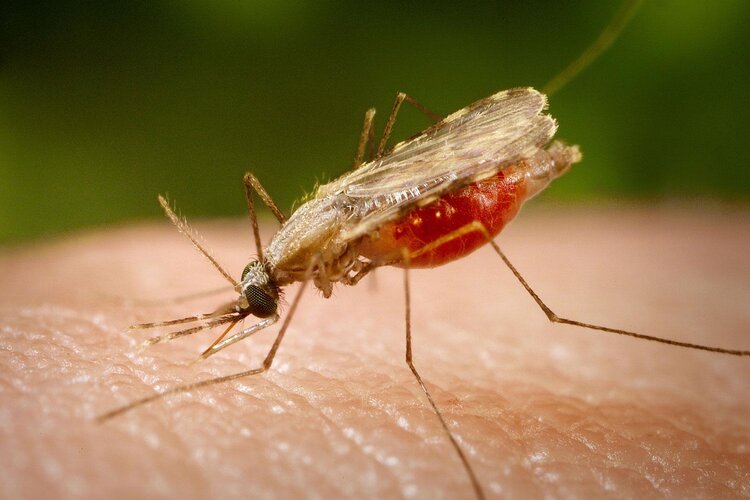 Malaria in infants can be cut by 70%, says Study 